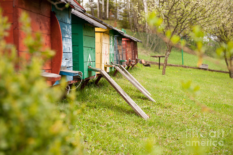 Nature Photograph - Apiary or bee yard by Arletta Cwalina