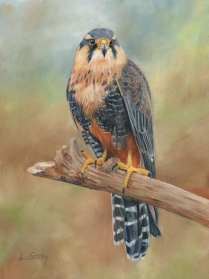 Aplomado Falcon Painting