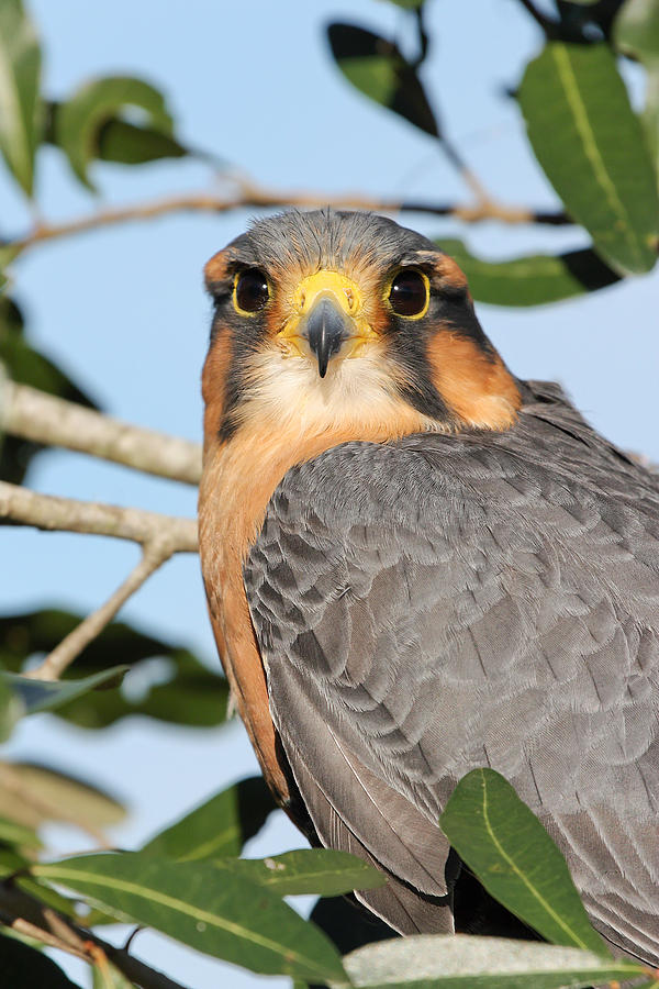Nature Photograph - Aplomado Falcon by Dawn Currie