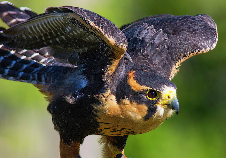 Aplomado Falcon Photograph by Lowell Monke