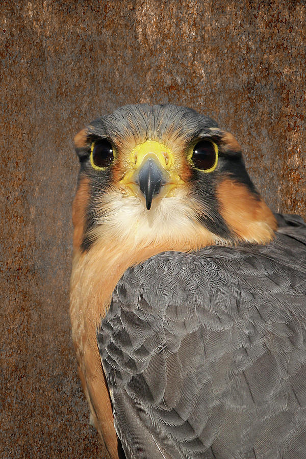 Aplomado Falcon Portrait Photograph by Dawn Currie