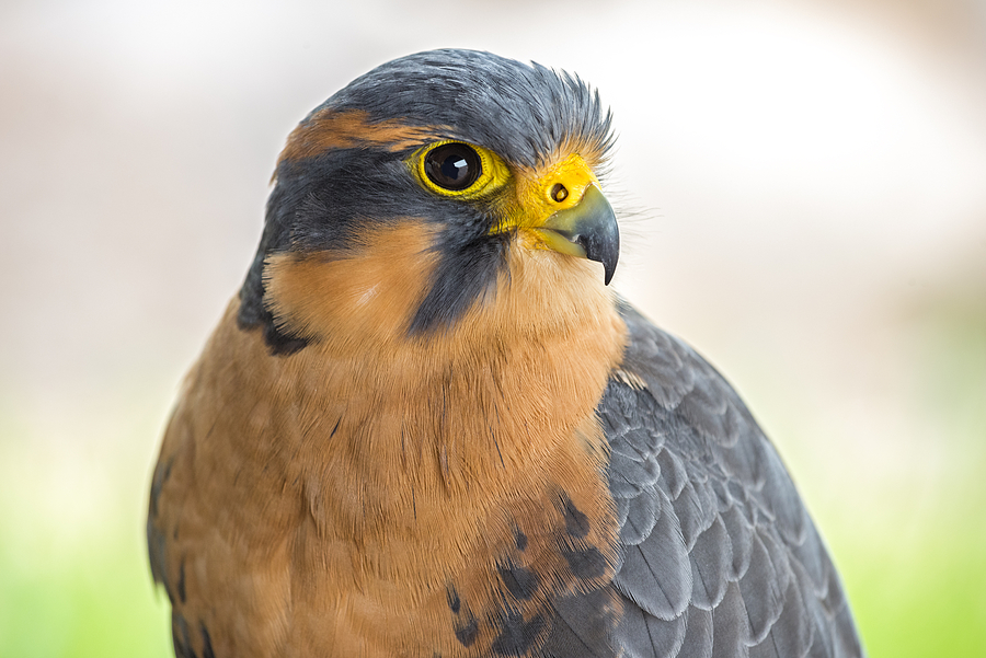 Aplomado Falcon Profile Photograph by Loree Johnson