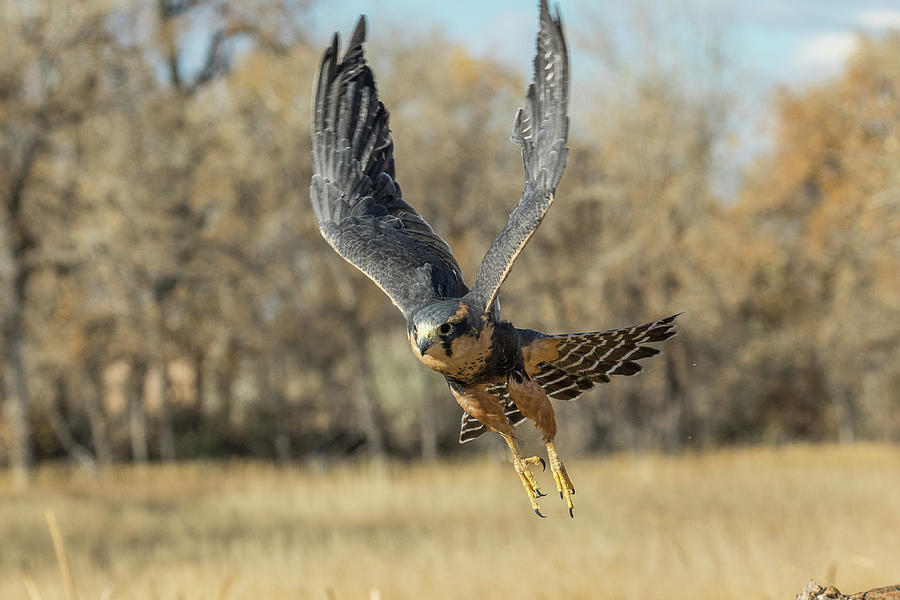 Aplomado Falcon Takes to the Skies Photograph by Tony Hake