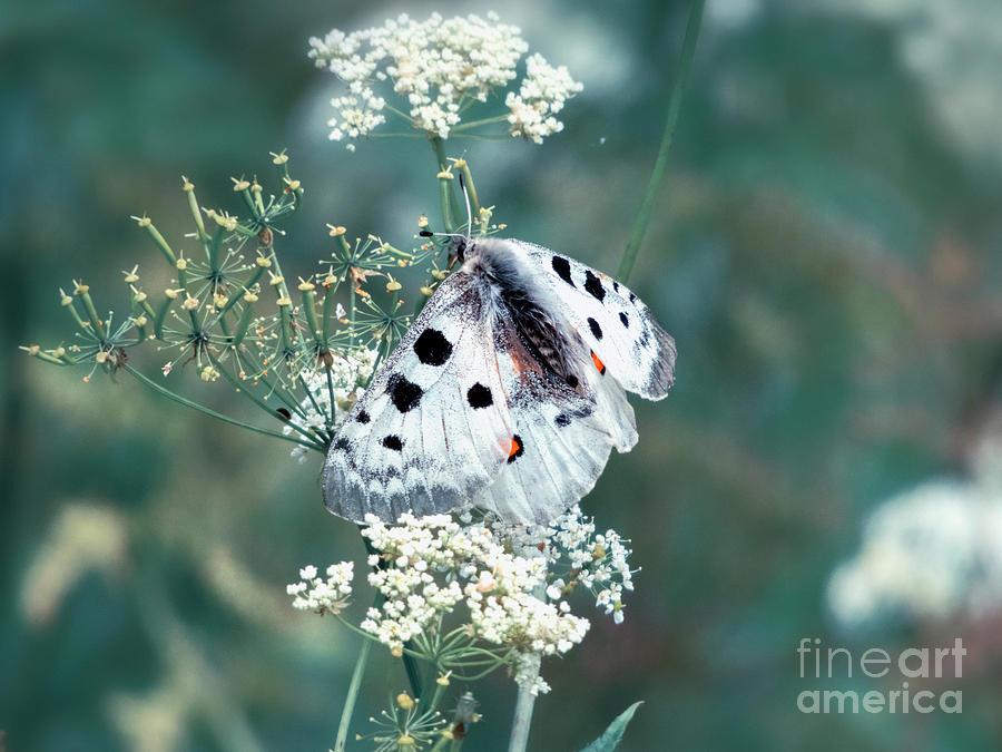 Apollo Butterfly  #1 Photograph by Kasia Bitner