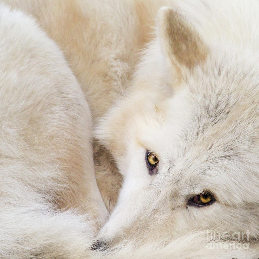 Aponi Gray Wolf Photograph by Sonya Lang