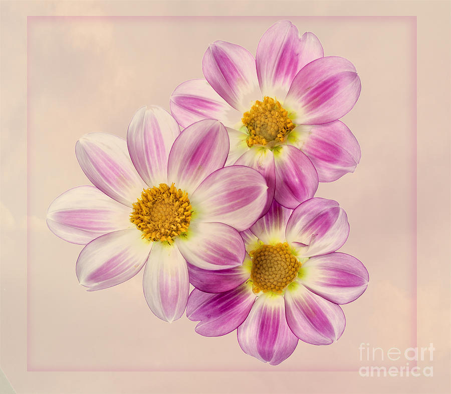 Flower Photograph - Apopa Sky by Ann Jacobson