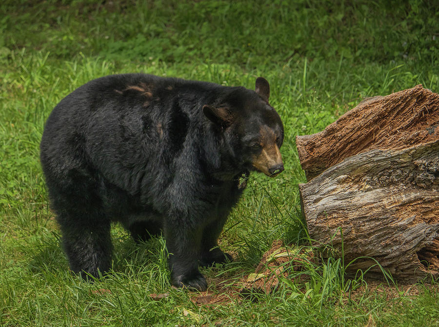 Appalachian Bear Photograph by Dana Foreman