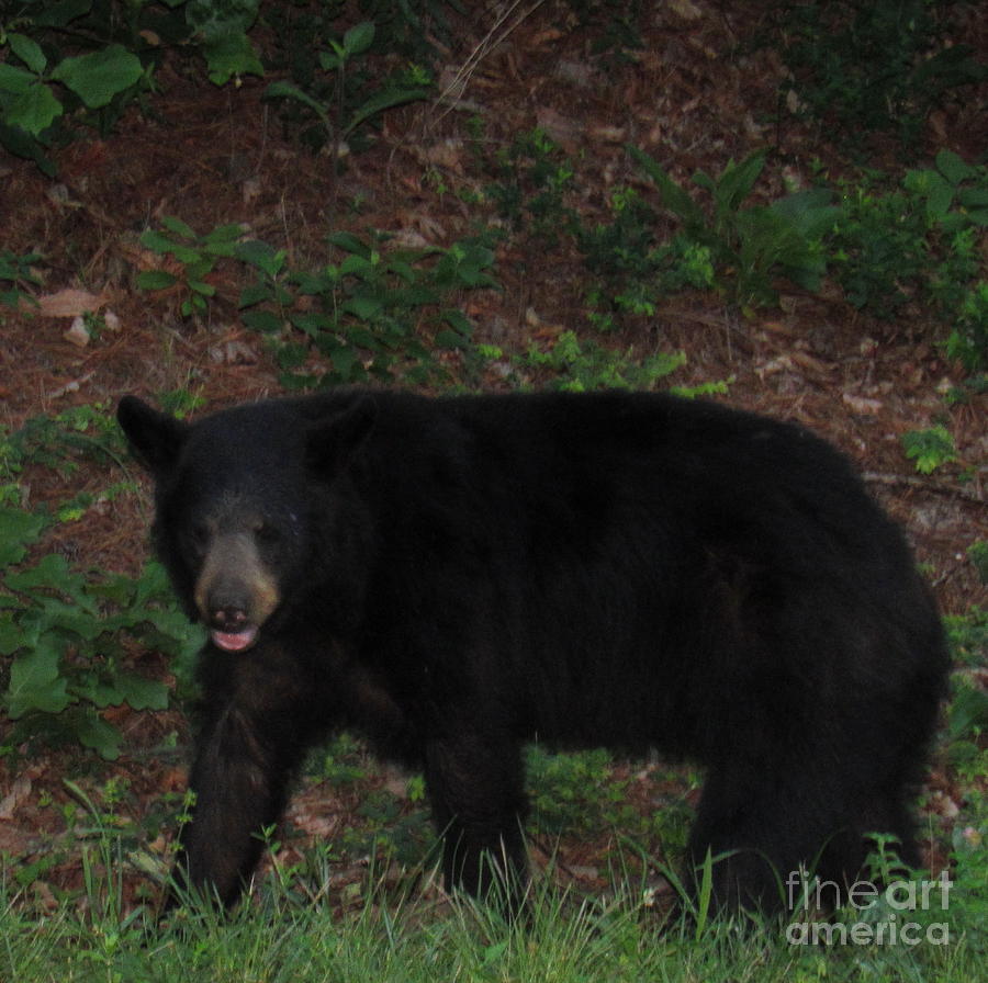Appalachian Black Bear Photograph by Joshua Bales