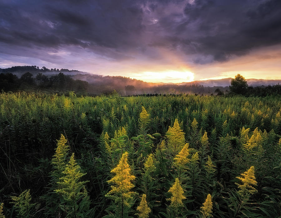 Sunset Photograph - Appalachian Mountains - Golden Rods And Golden Sunsets by Jason Penland Sunset Photograph - Appalachian Mountains - Golden Rods And Golden Sunsets by Jason Penland