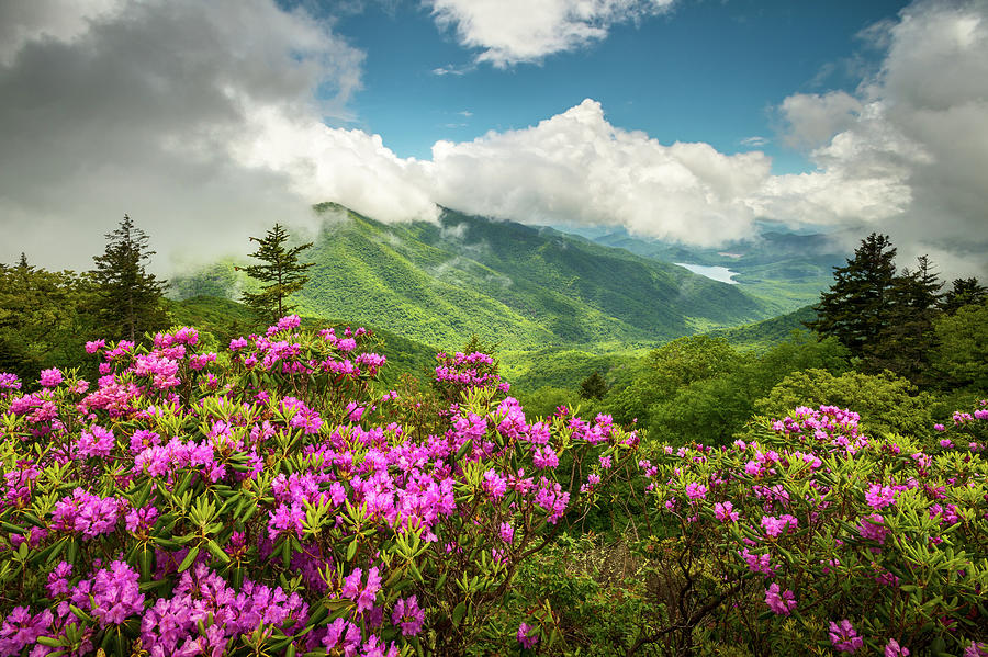 Flower Photograph - Appalachian Mountains Spring Flowers Scenic Landscape Asheville North Carolina Blue Ridge Parkway by Dave Allen