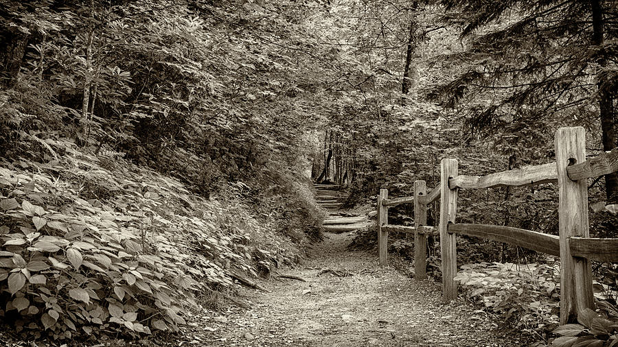 Appalachian Trail at Newfound Gap - Sepia Photograph by Stephen Stookey