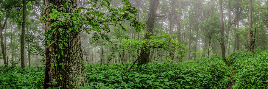 Appalachian Trail Cuts Through a Foggy Grove Photograph by Kelly VanDellen