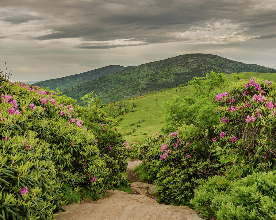 Appalachian Trail Cuts Through Rhododendron Garden Photograph by Kelly VanDellen