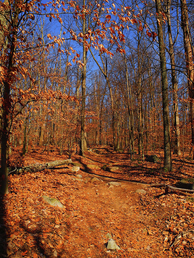 Appalachian Trail in Maryland 4 Photograph by Raymond Salani III
