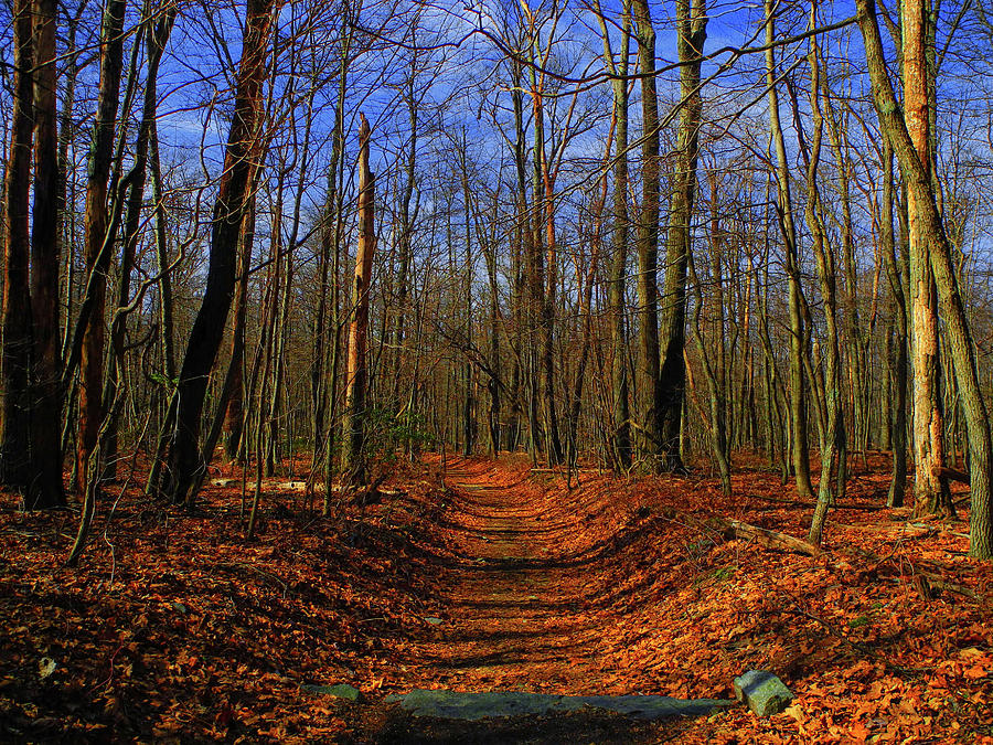 Appalachian Trail in Maryland Photograph by Raymond Salani III