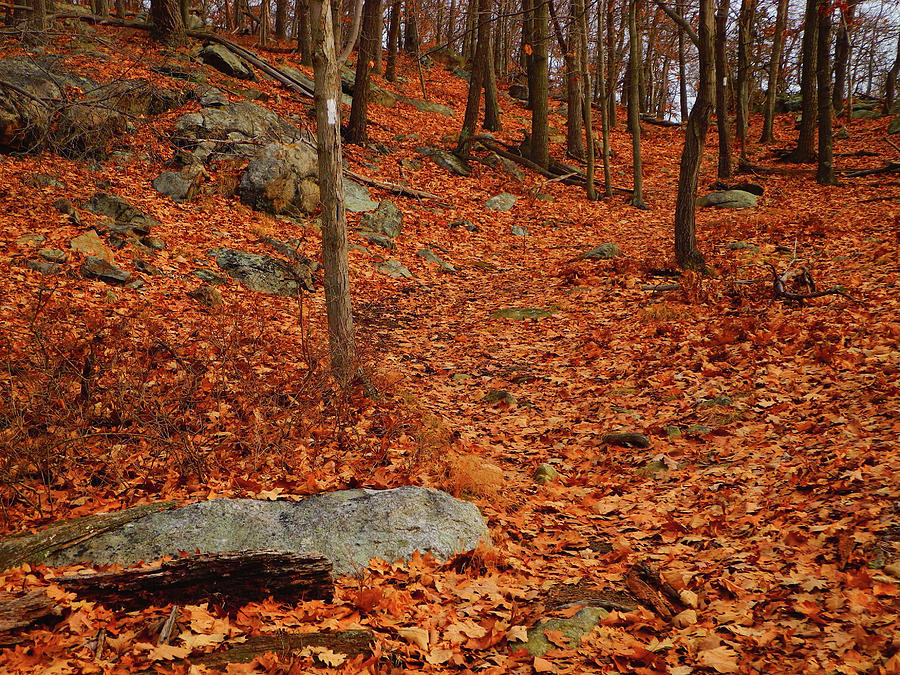 Appalachian Trail in NY South Mountain Photograph by Raymond Salani III