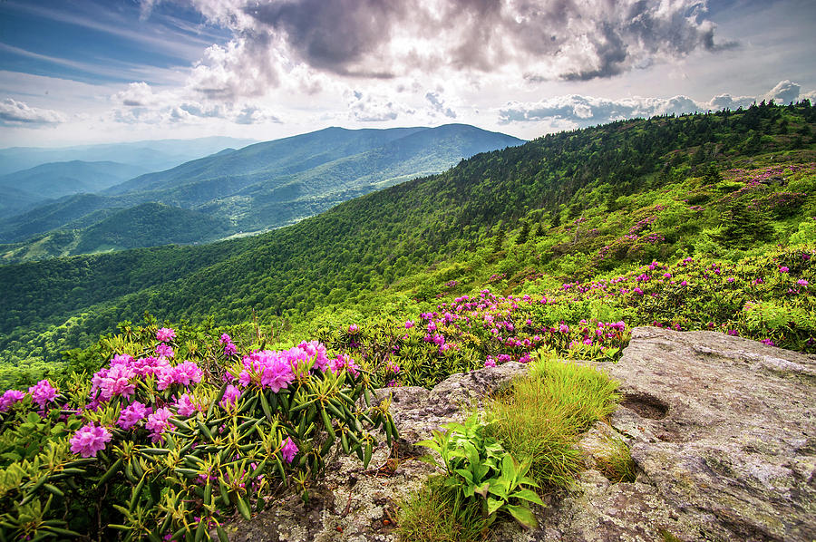 Appalachian Trail NC TN Grassy Ridge Rhododendron Bloom Photograph by Robert Stephens