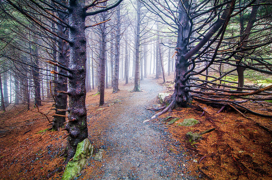 Appalachian Trail Nc Tn Lighting The Way Photograph By Robert Stephens