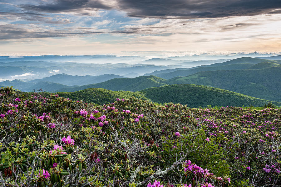 Appalachian Trail Roan Highlands Catawba Rhododendron Photograph by ...