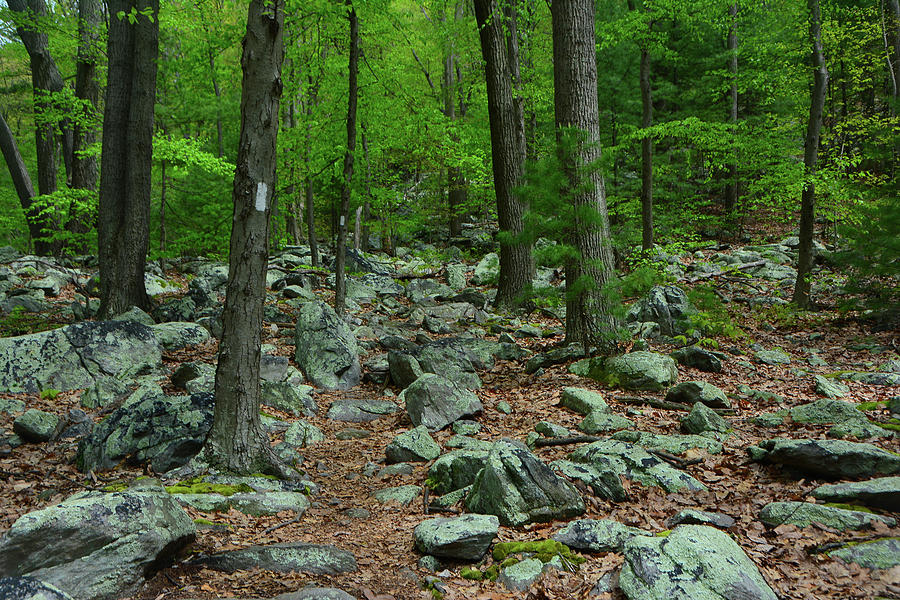 Appalachian Trail with Moss Covered Rocks Photograph by Raymond Salani III