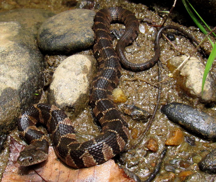Swannanoa Water Snake Photograph by Joshua Bales