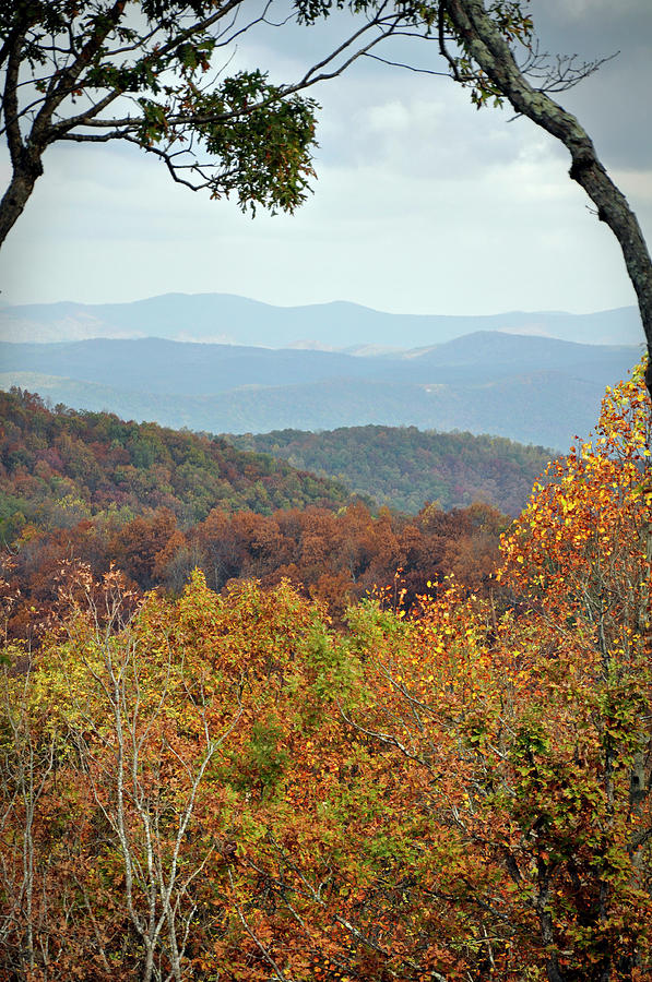 Appalacian Gold Photograph by David Dittmann - Pixels