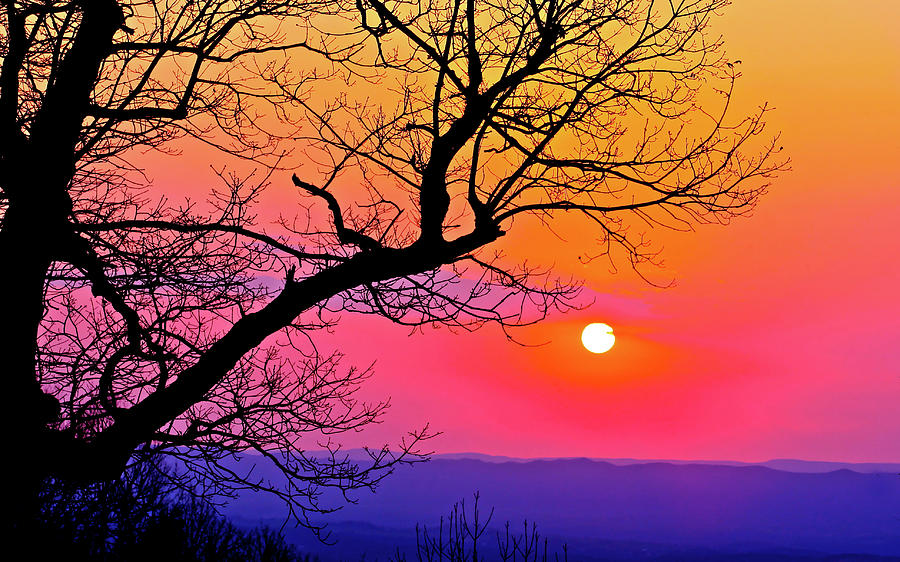 Appalachian Sunset Tree Silhouette  #1 Photograph by The James Roney Collection