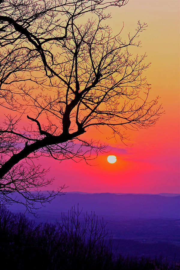 Appalachian Sunset Tree Silhouette #2 Photograph by The James Roney Collection
