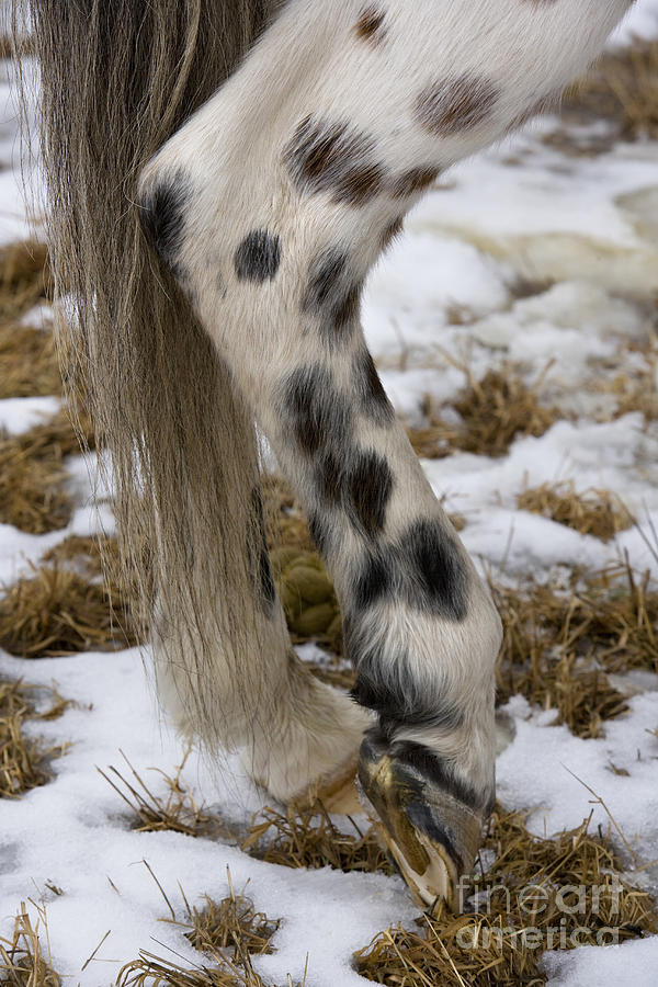 Horse Photograph - Appaloosa Leg by Jean-Louis Klein & Marie-Luce Hubert
