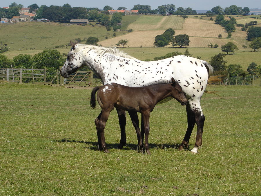 Appaloosa mare and foal Photograph by Susan Baker
