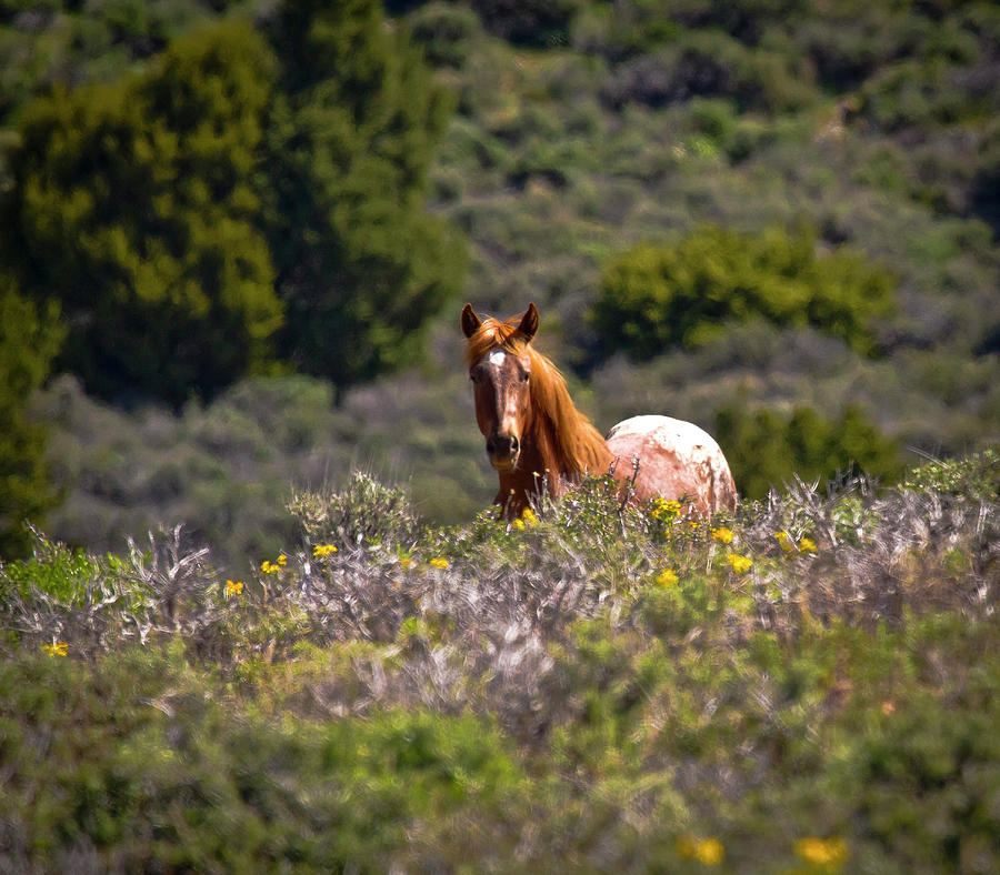 Appaloosa Mustang Horse Photograph by Waterdancer
