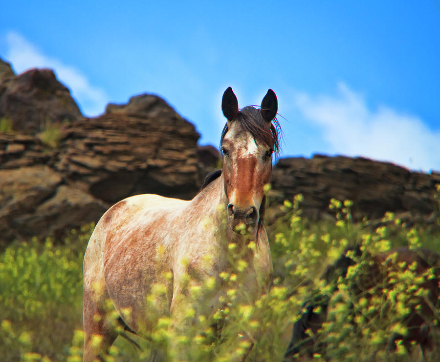 Appaloosa Mustang in the Wild. Photograph by Waterdancer