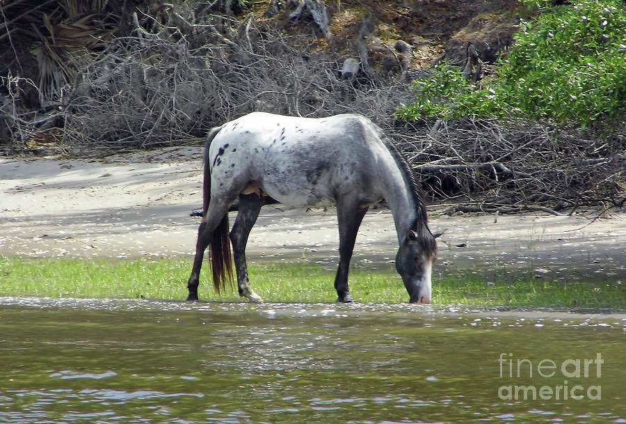 Appaloosa Stallion Photograph by D Hackett