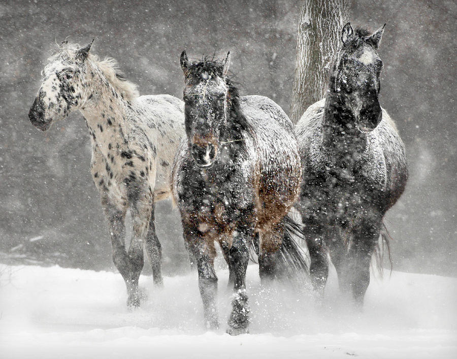 Winter Photograph - Appaloosa Winter by Wade Aiken