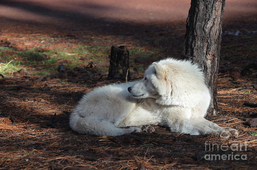Wildlife Photograph - Appealing White Wolf Resting In The Wild by DejaVu Designs