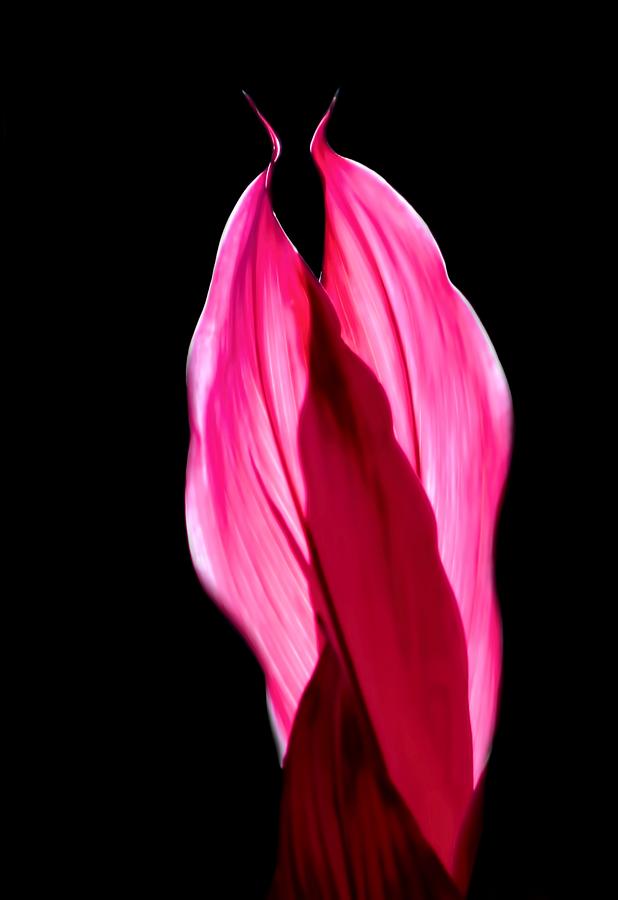 Cordyline Fruticosa Photograph - Flowery Applause by Jonathan Sabin