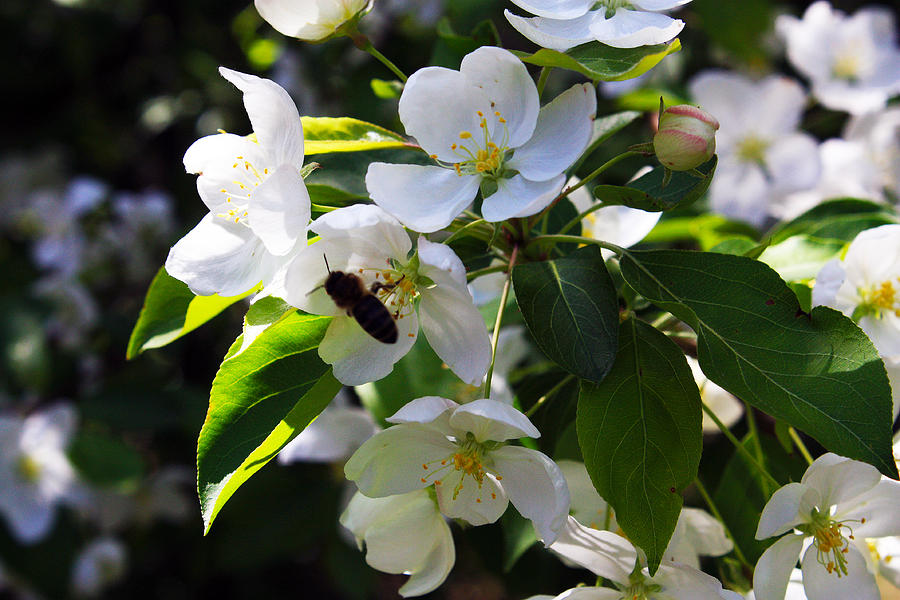 Apple and Bee Blossoms Photograph by David Matthews