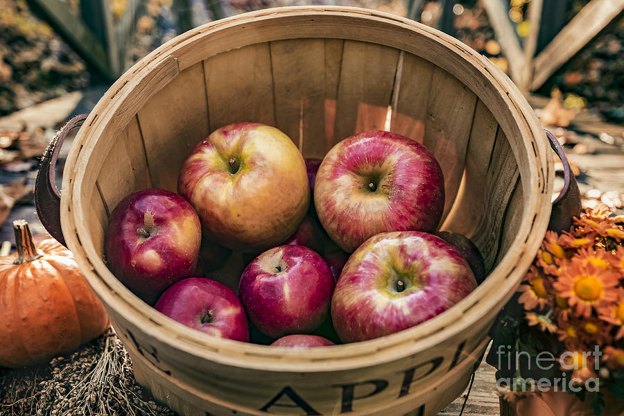 Apple Basket Photograph by Alissa Beth Photography