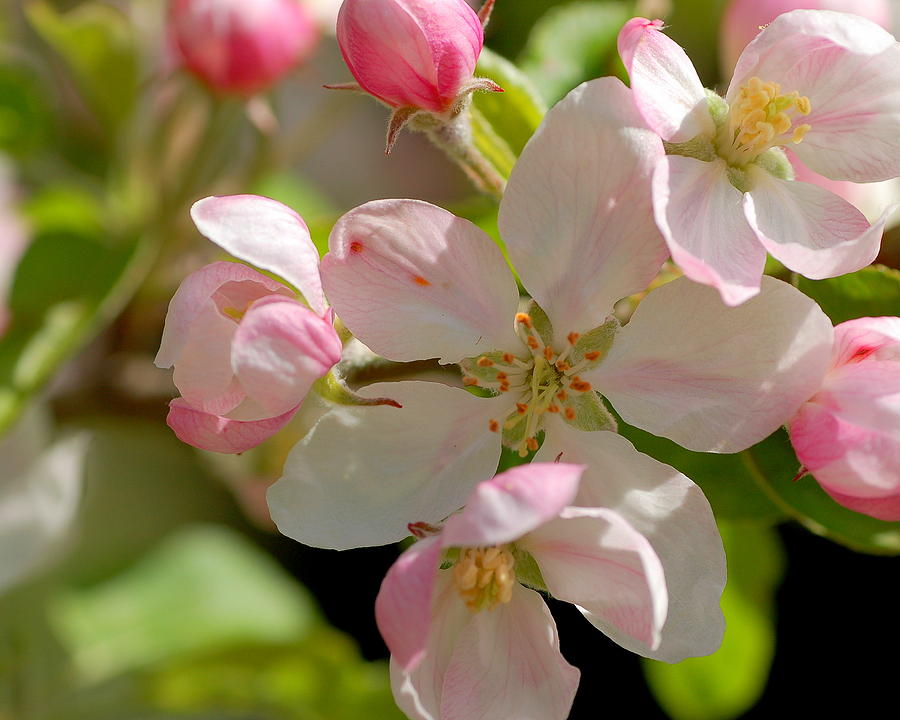 Apple Blossom 2 Photograph by Scott Gould
