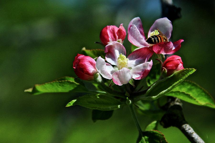Flower Photograph - Apple Blossom and Bee by Kevin Wheeler