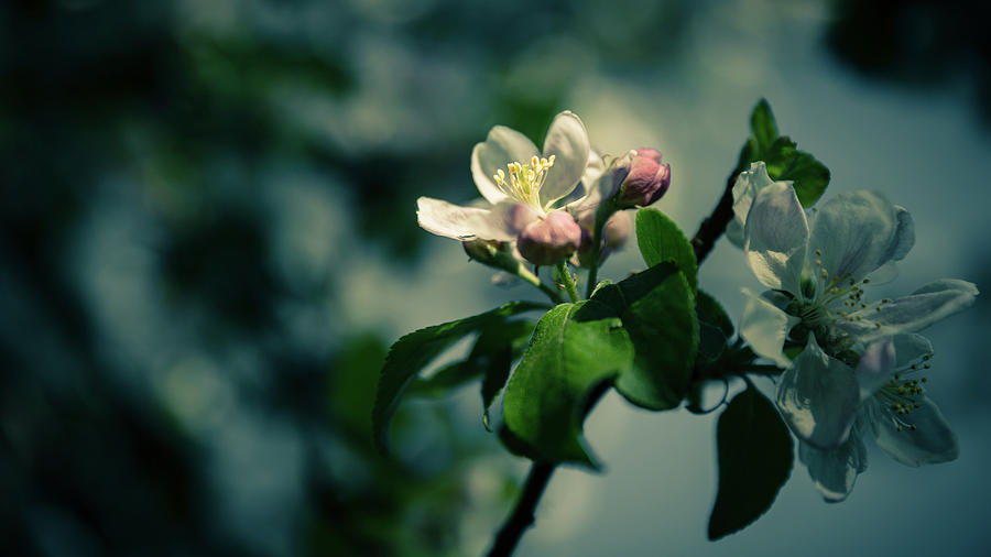 Apple Blossom Photograph by Andreas Levi