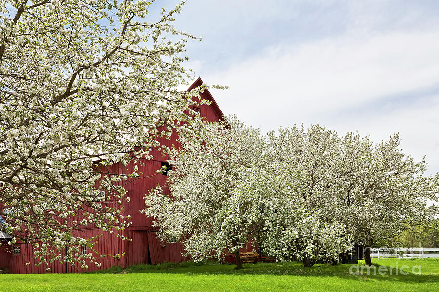 Apple Blossom Barnyard Photograph by Alan L Graham