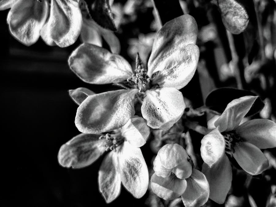 Apple Blossom #1 Photograph by Kathy Bassett