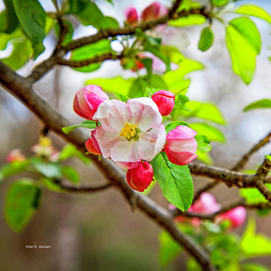 Apple Blossom Photograph by Dale R Carlson