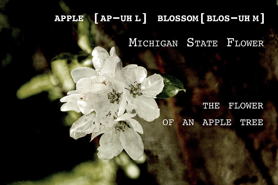 Apple Blossom by Definition Michigan Photograph by Sharon Popek