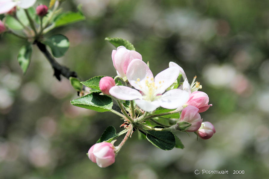 Apple Trees Photograph - Apple Blossom by Carolyn Postelwait Apple Trees Photograph - Apple Blossom by Carolyn Postelwait