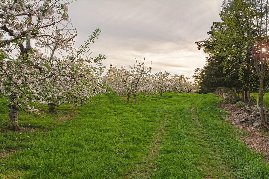 Apple Blossom Countryside In Springtime Photograph by Angelo Marcialis