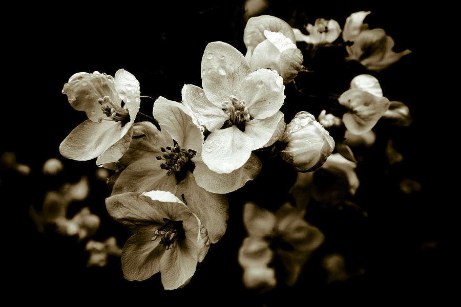 Apple Blossom Photograph