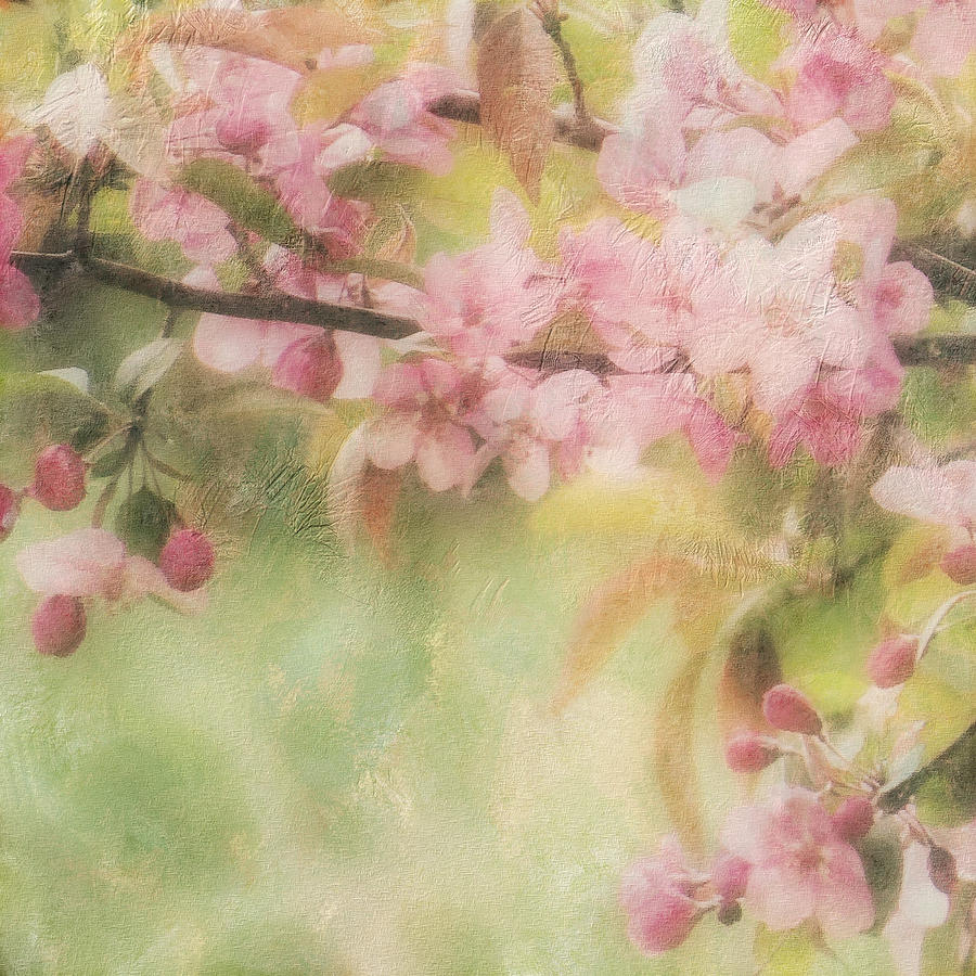 Apple Blossom Frost Digital Art by Sand And Chi