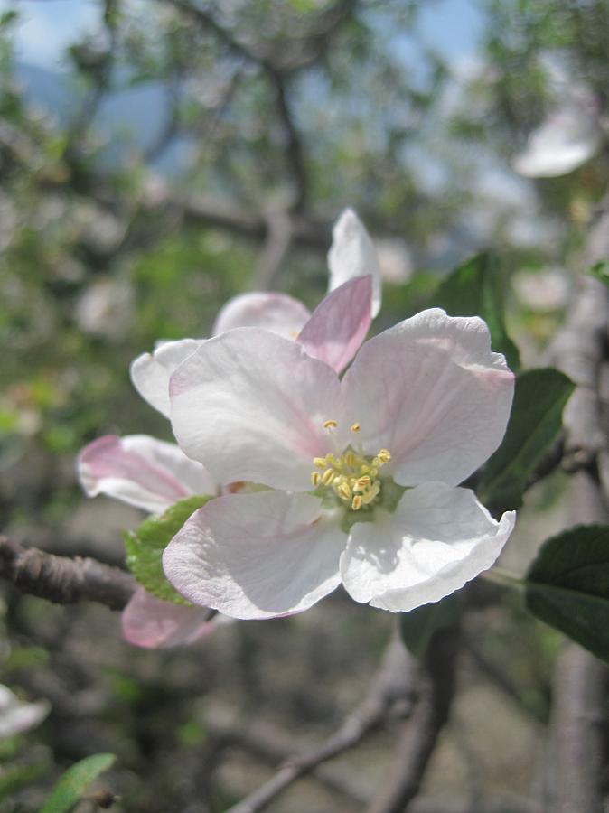 Apple Blossom In The Mountains Photograph By Oliver Riedel